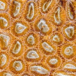 ©-Sylvie-Ayer-Maldives-Coral