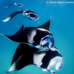 ©-Sylvie-Ayer-Maldives-reef-manta-ray-Manta-alfredi