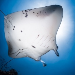 ©-Sylvie-Ayer-Maldives-reef-manta-ray-Manta-alfredi