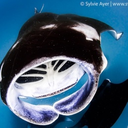 ©-Sylvie-Ayer-Maldives-reef-manta-ray-Manta-alfredi