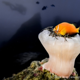 ©-Sylvie-Ayer-Maldives-anemonefish-Amphiprion-nigripes