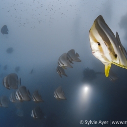 ©-Sylvie-Ayer-Maldives-tall-fin-batfishes-sunset-dive