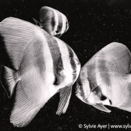 ©-Sylvie-Ayer-Maldives-tall-fin-batfishes