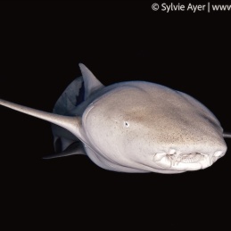 ©-Sylvie-Ayer-Maldives-tawny-nurse-shark-Nebris-ferrugineus