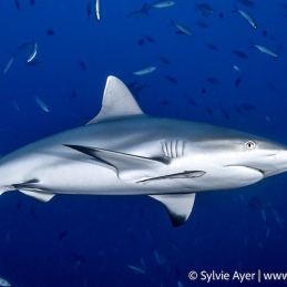 ©-Sylvie-Ayer-Maldives-grey-reef-shark-carcharhinus-amblyrhynchos