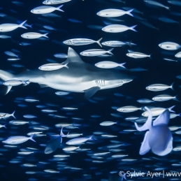 ©-Sylvie-Ayer-Maldives-grey-reef-shark-carcharhinus-amblyrhynchos