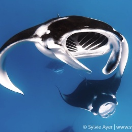 ©-Sylvie-Ayer-Maldives-reef-manta-mobula-alfredi
