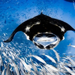 ©-Sylvie-Ayer-Maldives-reef-manta-ray-Manta-alfredi