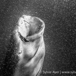 ©-Sylvie-Ayer-Maldives-whale-shark