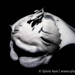 ©-Sylvie-Ayer-Maldives-reef-manta