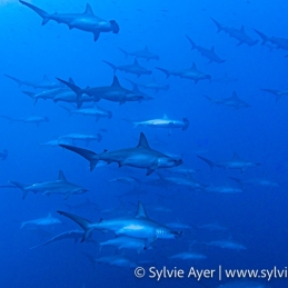 ©-Sylvie-Ayer-Banda-sea-scalloped-hammerhead-shark-Sphyrna-lewini