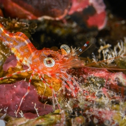 @-Sylvie-Ayer-Palau-Micronesia-Prawn