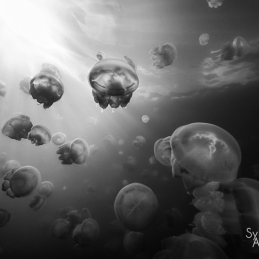 @-Sylvie-Ayer-Palau-Micronesia-jelly-fish-lake