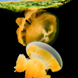 ©-Sylvie-Ayer-Micronesia-jellyfish-lake-3