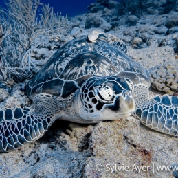 ©-Sylvie-Ayer-Micronesie-Green-turtle