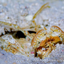 ©Sylvie-Ayer-Micronesia-Palau-Tiger-mantis-shrimp
