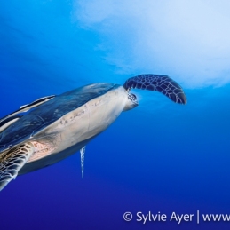 2_-Sylvie-Ayer-Micronesie-Green-turtle