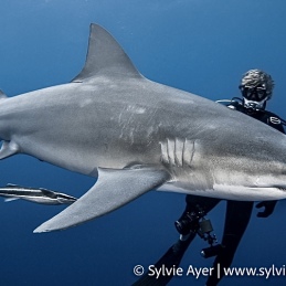 ©-Sylvie-Ayer-Mozambique-bull-shark-1