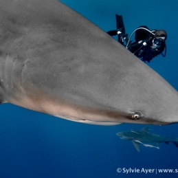 ©-Sylvie-Ayer-Mozambique-bull-shark-11