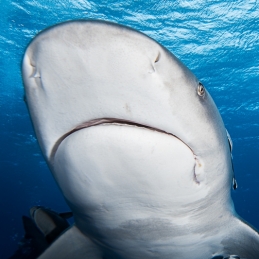 ©-Sylvie-Ayer-Mozambique-bull-shark-4