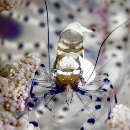 @-Sylvie-Ayer-Indonesia-raja-ampat-peacock-tail-anemone-shrimp