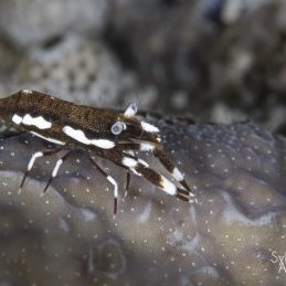 @-Sylvie-Ayer-Indonesia-raja-ampat-shrimp