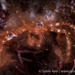 ©-Sylvie-Ayer-Indonesia-RajaAmapt-orang-utan-crab-orangutan-crab-Achaeus-japonicus