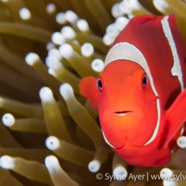 ©-Sylvie-Ayer-Indonesia-RajaAmapt-spinecheek-anemonefish-Premnas-biaculeatus