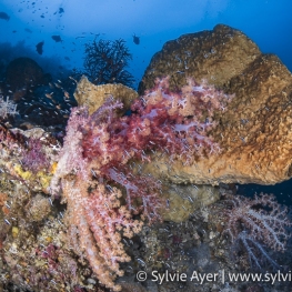 ©-sylvie-ayer-indonesia-raja-ampat-corals