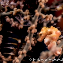 ©-sylvie-ayer-indonesia-raja-ampat-pygmy-seahorse
