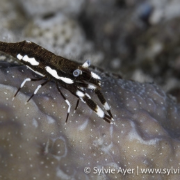 ©-sylvie-ayer-indonesia-raja-ampat-shrimp