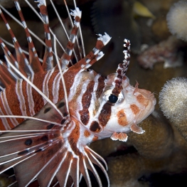 ©-sylvie-ayer-indonesia-raja-ampat-spotfin-lionfish-Pterois-antennata