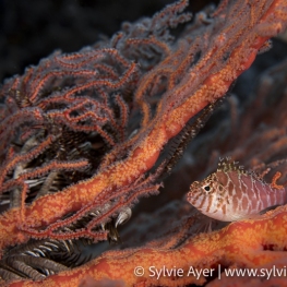 ©-sylvie-ayer-indonesia-raja-ampat-threadfin-hawkfish-Cirrhitichthys-aprinus
