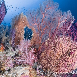 1_-sylvie-ayer-indonesia-raja-ampat-corals