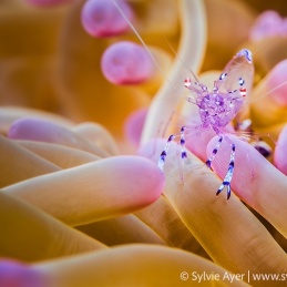 ©-Sylvie-Ayer-Raja-Amapt-Sarasvati-anemone-shrimp