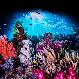 @-Sylvie-Ayer-Indonesia-raja-ampat-corals