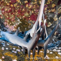 ©-Sylvie-Ayer-Egypte-whitetip-reef-shark-Triaenodon-obesus