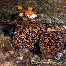 ©-Sylvie-Ayer-Mexico-Revillagigedo-Common-octopus-octopus-vulgaris