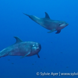©-Sylvie-Ayer-Mexico-Revillagigedo-common-bottlenose-dolphin-Tursiops-truncatus