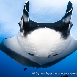 ©-Sylvie-Ayer-Mexico-Revillagigedo-oceanic-manta-ray-Manta-birostris
