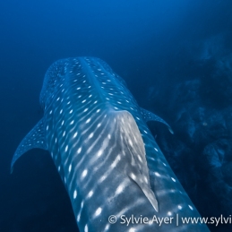 1_-Sylvie-Ayer-Mexico-Revillagigedo-whale-shark-Rhincodon-typus
