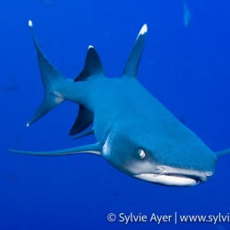 ©-Sylvie-Ayer-Mexico-Revillagigedo-whitetip-reef-shark-Triaenodon-obesus