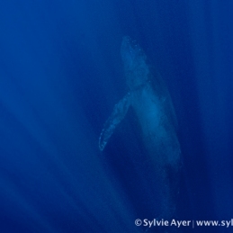 ©-Sylvie-Ayer-Mexico-Revilligigedo-humpack-whale-2