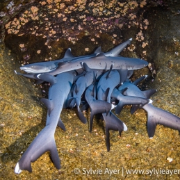 ©-Sylvie-Ayer-Regillagigedo-whitetip-reef-shark-Triaenodon-obesus