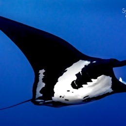 ©-Sylvie-Ayer-mexico-socorro-oceanic-manta-ray