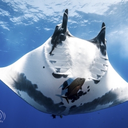 ©-Sylvie-Ayer-mexico-socorro-oceanic-manta