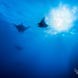 ©-Sylvie-Ayer-mexico-socorro-oceanic-manta-ray