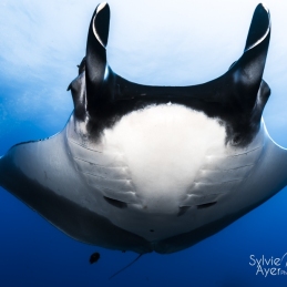 ©-Sylvie-Ayer-mexico-socorro-oceanic-manta