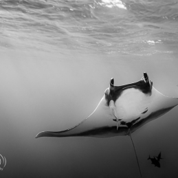 ©-Sylvie-Ayer-mexico-socorro-oceanic-manty-ray