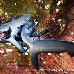 1_-Sylvie-Ayer-Mexico-Revillagigedo-whitetip-reef-shark-Triaenodon-obesus